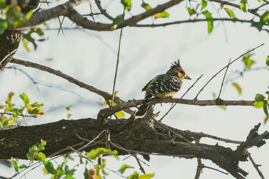Crested barbet perched on tree branch during afternoon