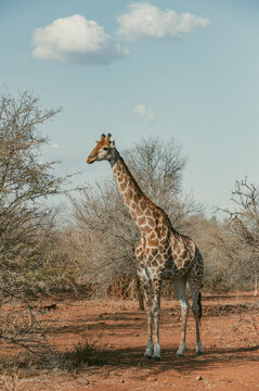 Wild giraffe stands alone among trees in a dry landscape on clear day
