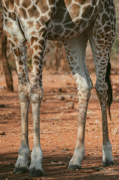 Long legs of a giraffe standing on dry red soil during the day