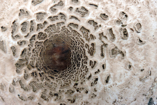 Macro shot of parasol mushroom cap texture with brown scales