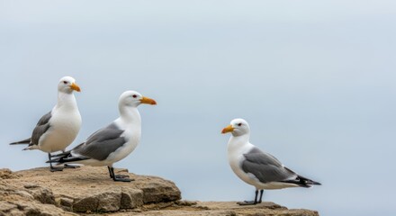 Fototapeta premium Three seagulls perched on a rocky ledge against a cloudy sky.