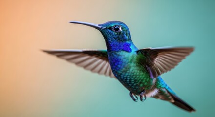 Fototapeta premium A vibrant hummingbird in mid-flight with wings spread, showcasing iridescent blue and green plumage against a soft, blurred background.