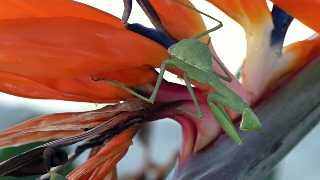 Strelitzia flower with praying mantis, Cyprus garden, predator and bloom