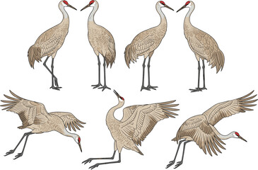 Obraz premium Crane bird vector illustration set with flying, standing and dancing wildlife poses