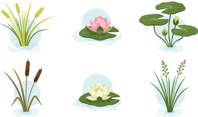 Aquatic pond plants vector set with water lilies reeds cattails and floating leaves botanical illustration isolated