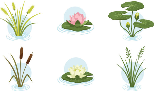 Aquatic pond plants vector set with water lilies reeds cattails and floating leaves botanical illustration isolated