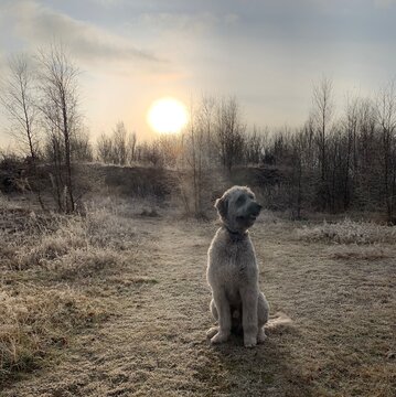 dog Lurcher in frosty field 
