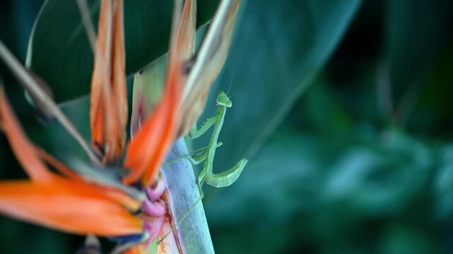Praying mantis on Bird of Paradise flower (Strelitzia) in Cyprus, macro