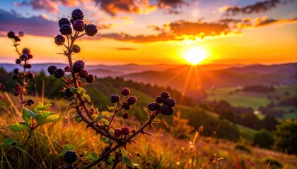 Ripe blackberries on a thorny bush with a vibrant sunset over rolling hills