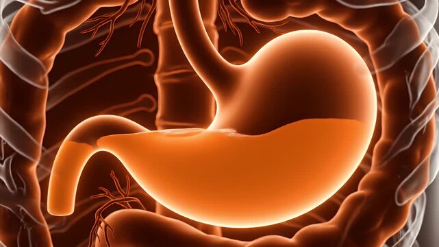 Human Stomach Anatomy Animation with Digestive Process and Nutrient Absorption in Brown Tones Perfect for Medical Study