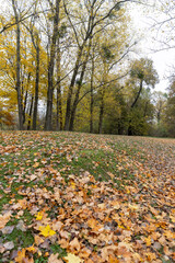 tall old maples and a large number of fallen leaves from deciduous trees on the ground near the maples