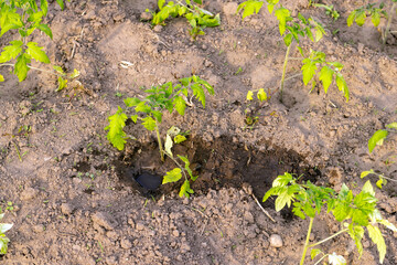 green wet grown in a warm greenhouse in the summer, young tomatoes growing in a greenhouse in the summer in cold weather
