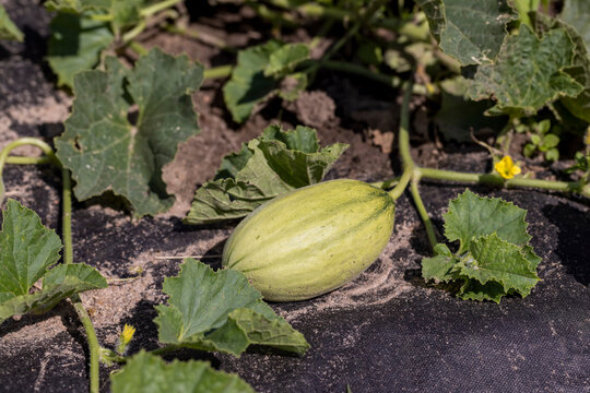 a small green melon fruit grown in a cold climate in the open ground without a greenhouse, growing thermophilic plants in a cold climate in Europe, the fruit is small and grows in the field