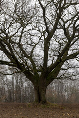 Obraz premium an old oak tree without leaves in the autumn season against the background of a gray sky in cloudy weather, dreary nature and the silhouette of an oak tree not illuminated by sunlight
