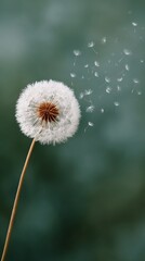 Dandelion with a stem and a flower