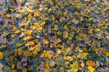  yellow maple foliage in the frost in the sunlight