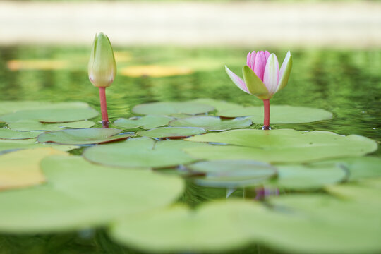 水面に咲く一輪の睡蓮と空を仰ぐ蕾の風景