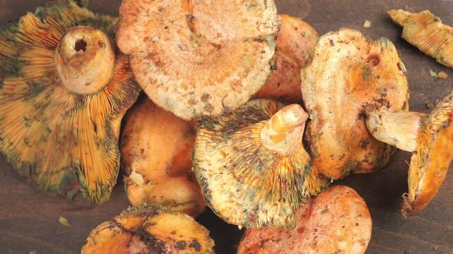 Close-up of Saffron Milk Cap Mushrooms
