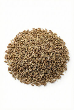 Caraway Seeds (Carum carvi)