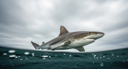 Fototapeta premium A shark swimming in the ocean with a dramatic sky in the background.