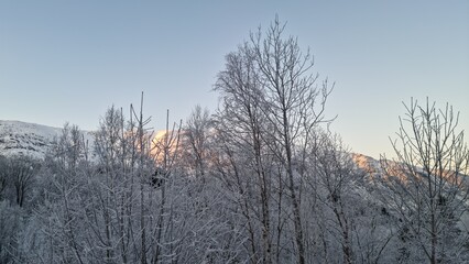 Winter forest with snowy trees and mountains at sunrise in the morning sky