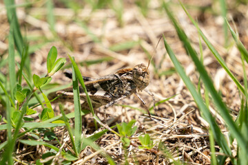 Naklejka premium トノサマバッタ