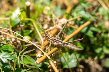 ショウリョウバッタ