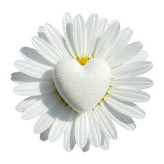 Obraz premium White daisy flower with velvety heart center