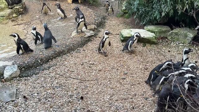Pinguini africani che mangiano pesci allo zoo