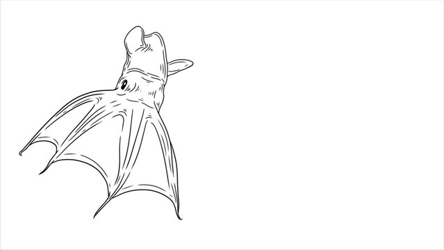 lineart animal illustration with white background vampire squid