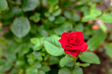 a Single Vibrant Red Rose Blooming in a Garden with Green Leaves