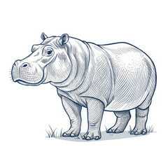 Fototapeta premium hippopotamus ,outline isolated on white background