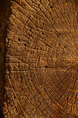 Macro of tree trunk cross section with warm brown wood grain and annual growth rings, natural rustic texture background