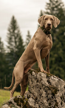 Weimaraner posiert stolz