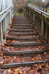 wooden bridge in nature