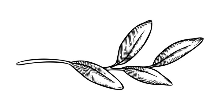 Tiny twig with leaves sketch drawing. Realistic hand drawn vector illustration with fine graphic texture. Perfect for outline card design. Ideal for floral decor and botanical nature artwork.
