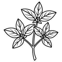 Oregano line art vector