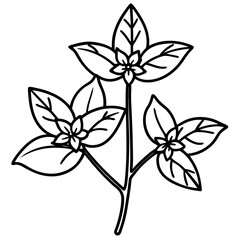 Oregano line art vector