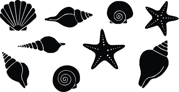 simple black and white vector illustration depicting a variety of detailed ocean seashells and starfish perfectly isolated on a plain background creating a minimalist marine collection 