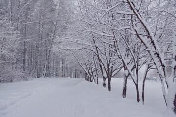 city street after snowfall, black trees covered white puffy snow
