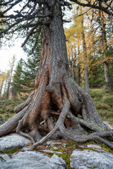 roots of a large oak tree protruded from the ground in dolomite Italy