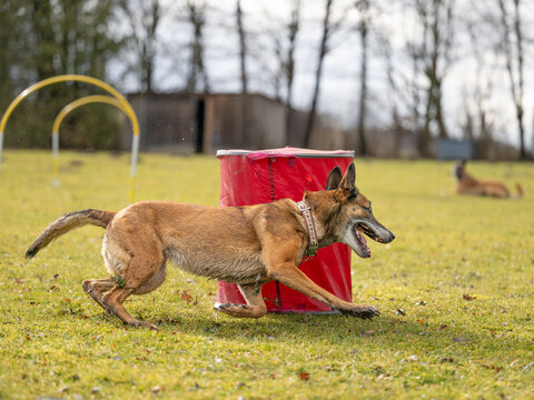 Belgian Malinois running through hoopers gates in outdoor agility course on grass, focused and athletic dog sport action, second dog waiting at the background