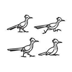  Four roadrunner birds walking in different poses