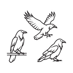 Obraz premium Three ravens in different poses flying and perched black outline on white background animal
