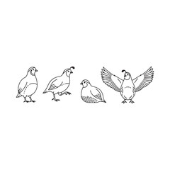  Quail birds line drawing four birds illustration