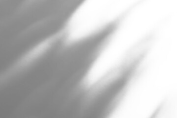 Abstract natural tree branch leaves shadow on white wall background