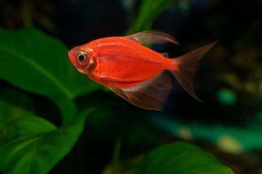 Aquarium  fish-ternetzi swim. The Latin name Gymnocorymbus ternetzi. Close-up, blue background. One fish is red.