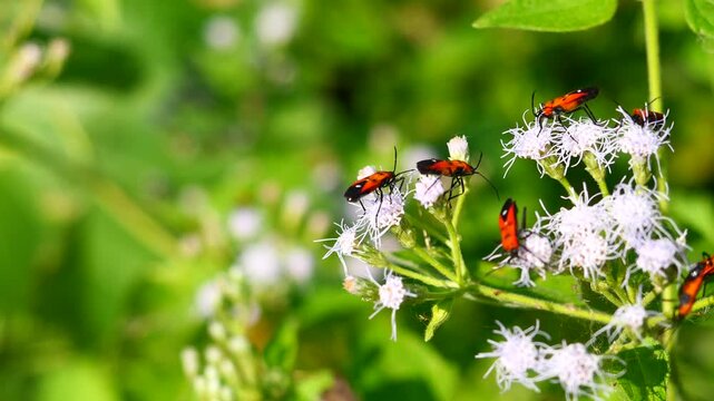 Man-faced stink bug seeking nectar on Bitter bush or Siam weed blossom in the field with natural green background,d, Red insect with black stripes that resembles a human face, Thailand