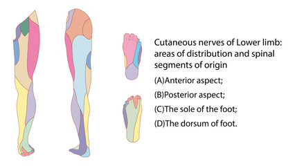 Obraz premium Cutaneous nerves of lower limb Cutaneous nerves of the lower limb provide sensory supply to the skin of the thigh, leg, and foot, mainly arising from the lumbar (L2–L4) and sacral (L4–S3) plexuses. Th