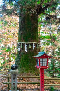 sacret tree